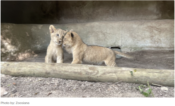 Zoosiana reveals names of two new lion cubs Image 2